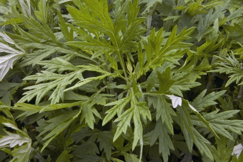 Mugwort Herb image 0