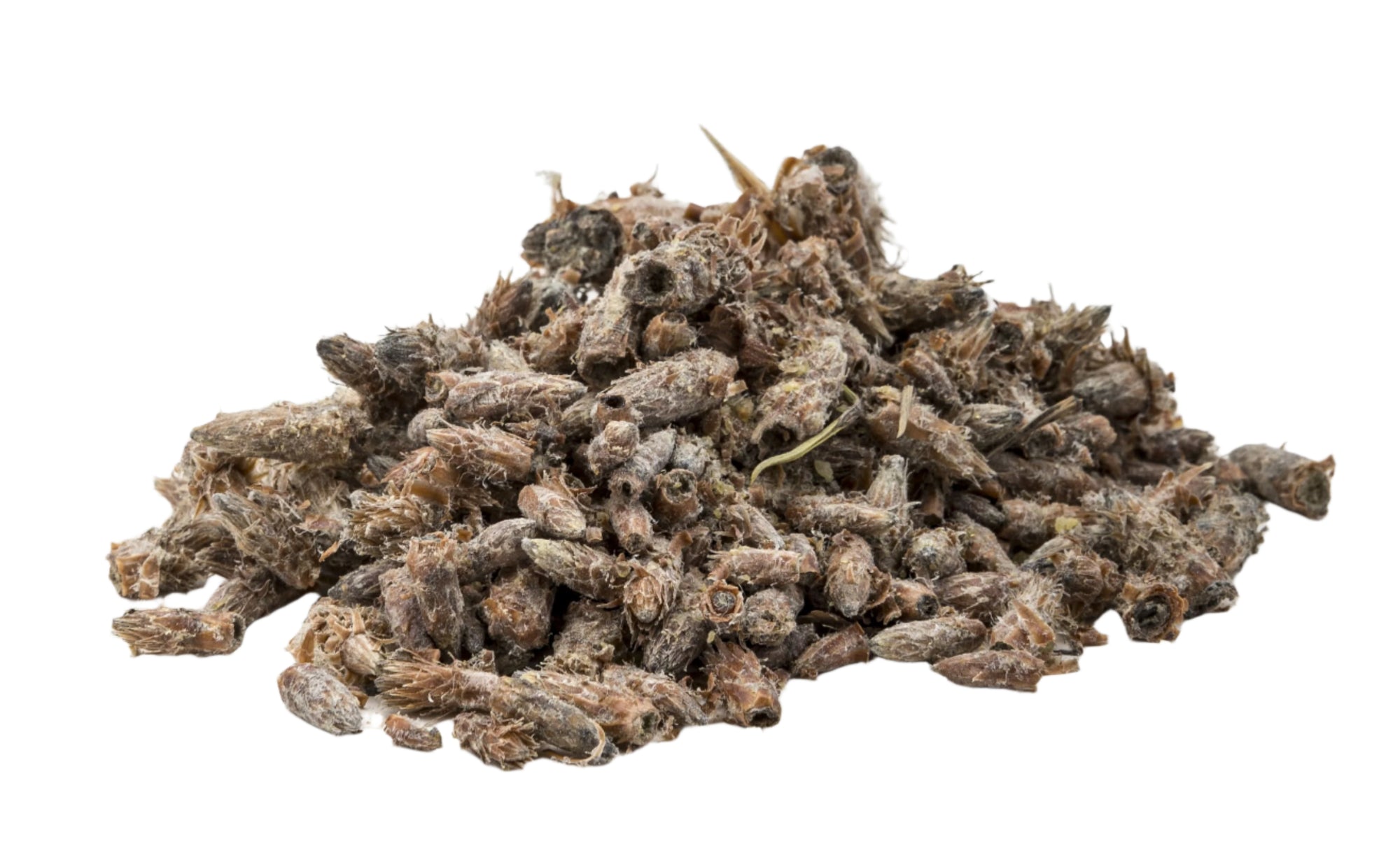 Pine Buds