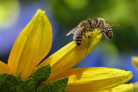Using Bee Products for Natural Remedies