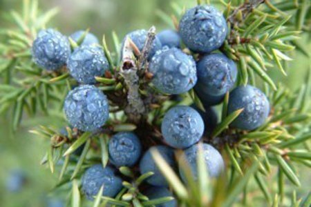 Juniper Berry image 0