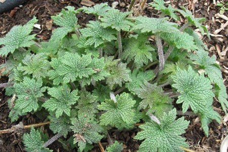 Motherwort Herb image 0