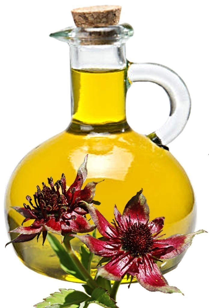 Marsh Cinquefoil Oil image 0