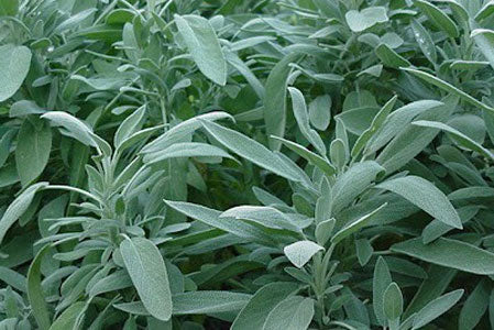Sage Herb image 0