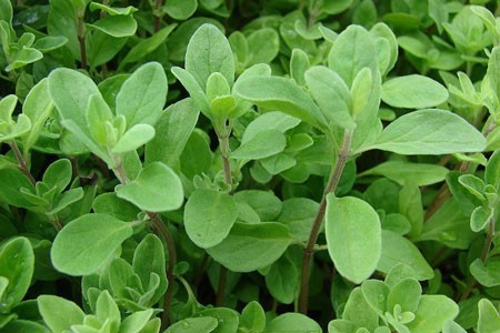 Marjoram image 0