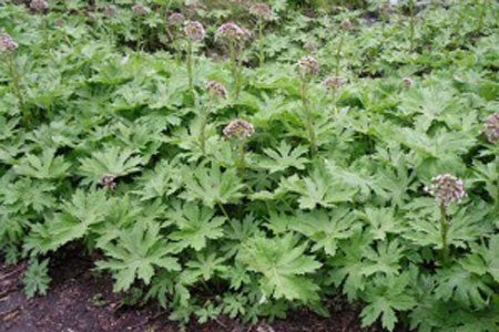 Coltsfoot Leaf image 0