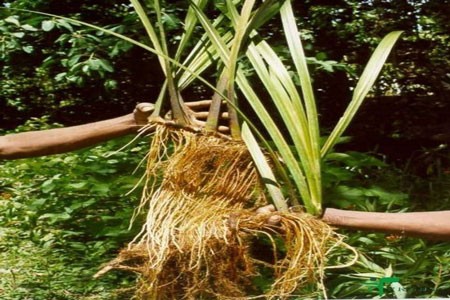 Calamus Root image 0