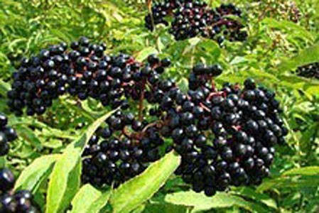 Elderberry Fruit image 0