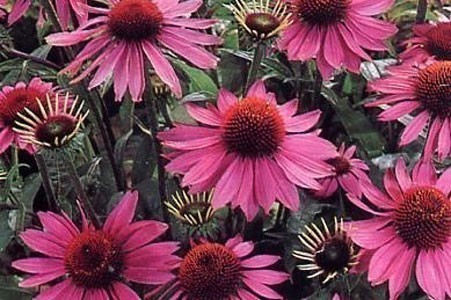 Echinacea Purpurea Herb image 0