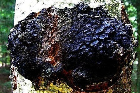 Chaga image 0