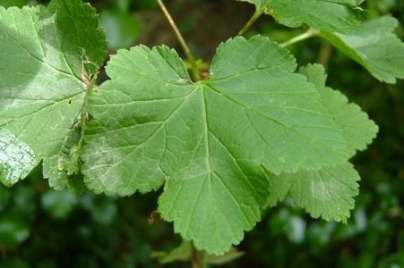 Blackcurrant Leaf image 0