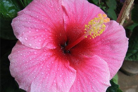 Hibiscus Flower image 0