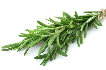 Rosemary Leaf image 0