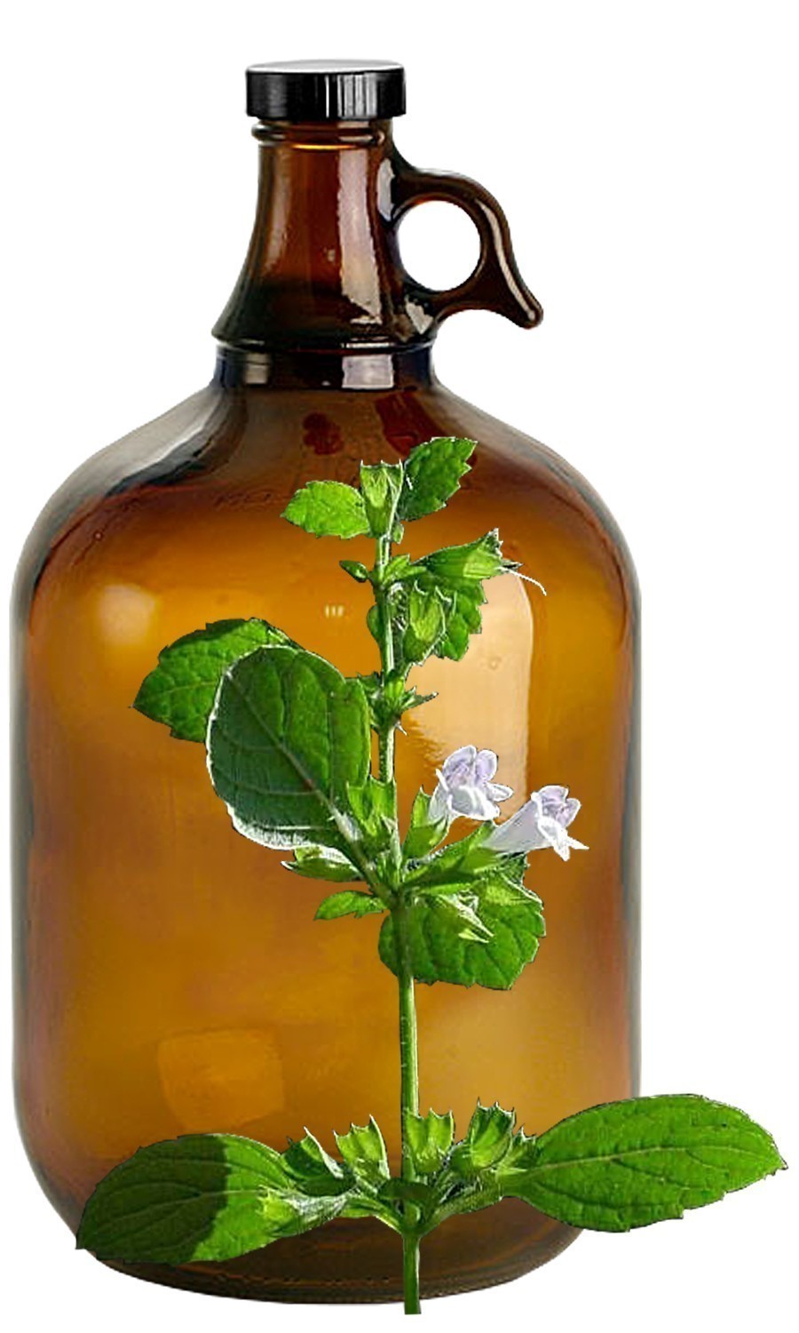 Lemon Balm image 0