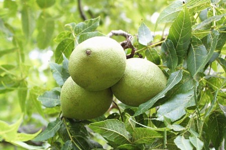 Black Walnut Leaf image 0