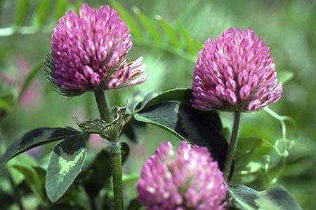 Red Clover image 0