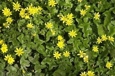 Celandine Herb image 0