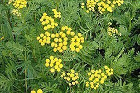 Common Tansy Flower image 0