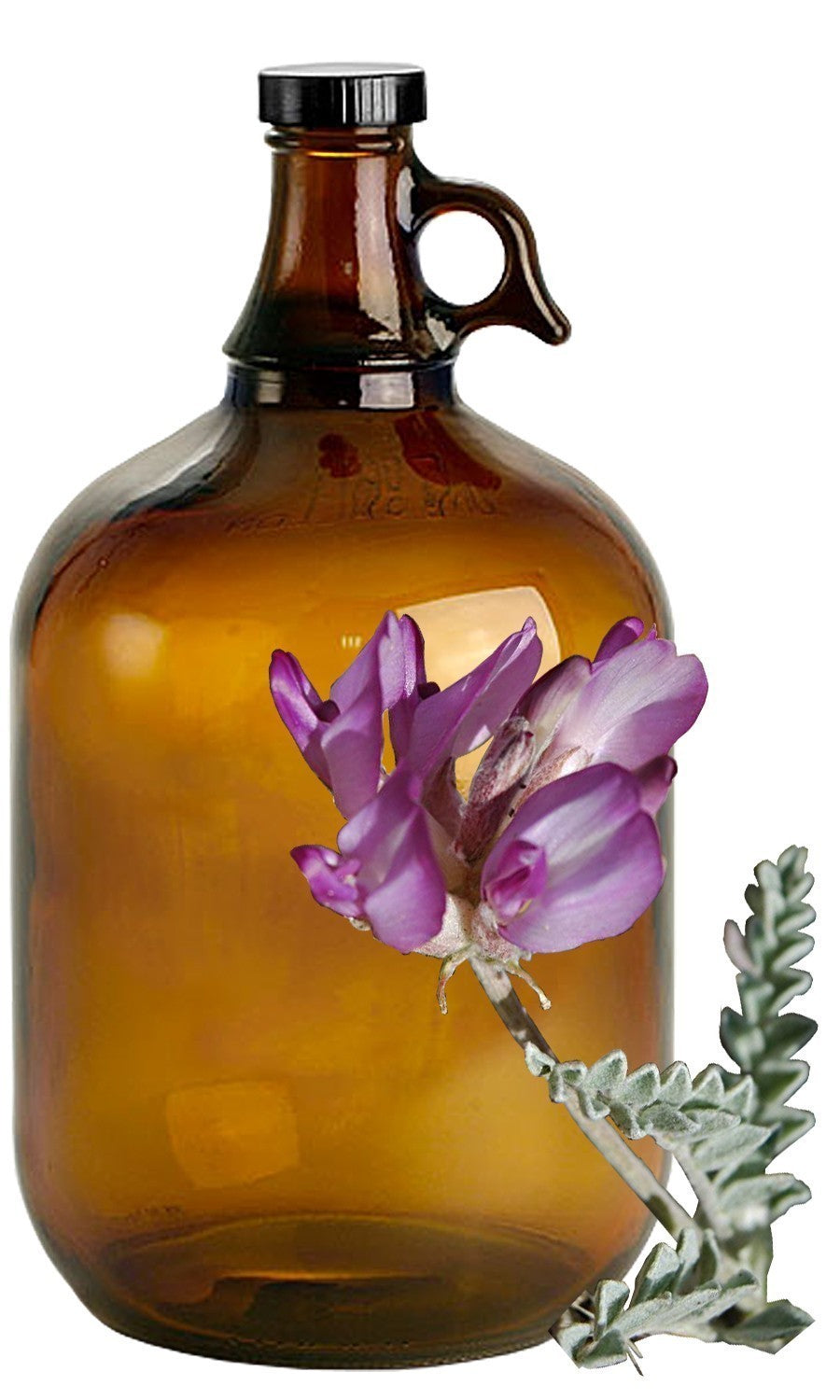 Astragalus image 0