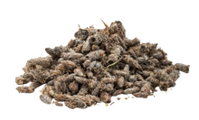 Pine Buds - 1.2 oz (35 g) - Dried Buds to Support Respiratory & Seasonal Wellness