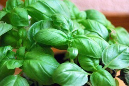 Basil image 0