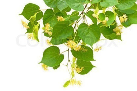 Linden Flower image 0