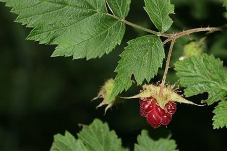 Raspberry Leaf image 0