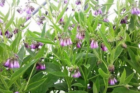 Comfrey Root image 0