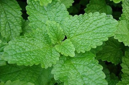 Lemon Balm Herb image 0