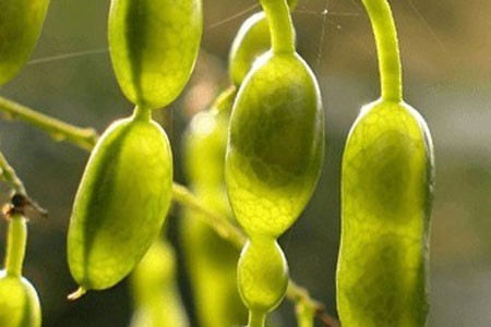 Sophora Japonica Fruit image 0