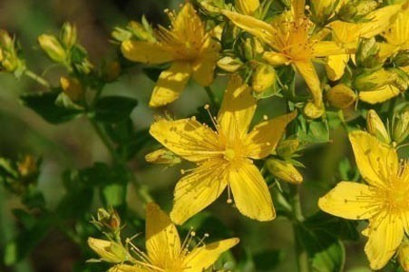 St. John’s Wort Herb image 0
