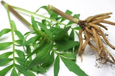Valerian Root image 0