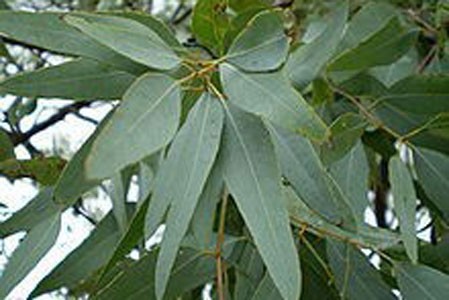Eucalyptus Leaf image 0