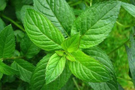 Peppermint Leaf image 0
