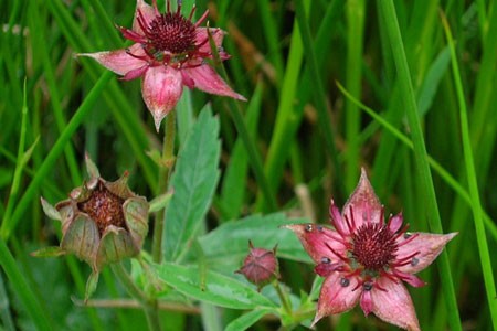 Marsh Cinquefoil Root image 0