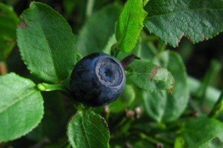 Bilberry Leaf image 0