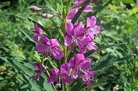 Fireweed Herb image 0