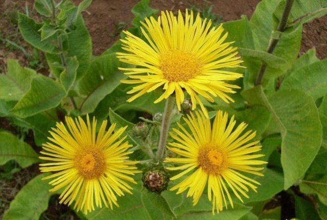 Elecampane Root image 0