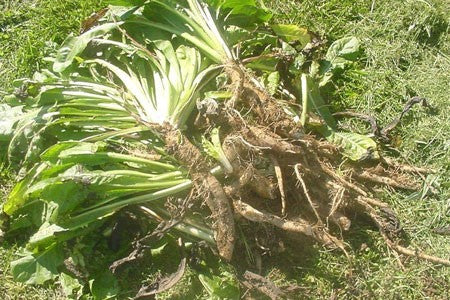 Chicory Root image 0
