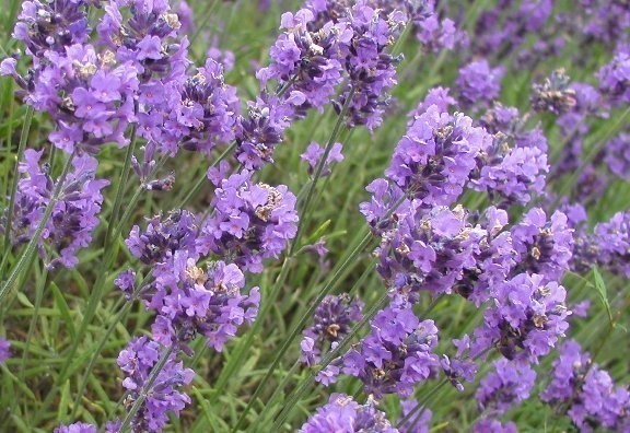 Lavender Flower image 0