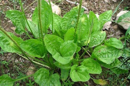 Plantain Leaf image 0