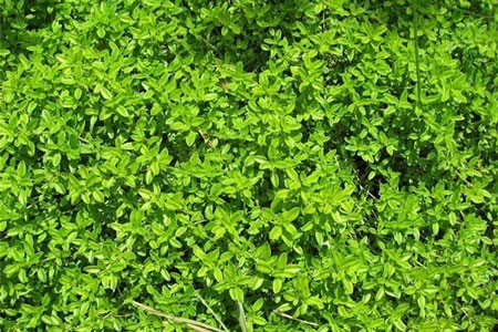 Garden Thyme image 0