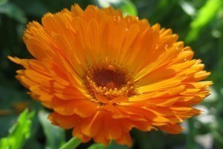 Calendula Flower image 0