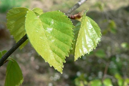 Birch Leaf image 0