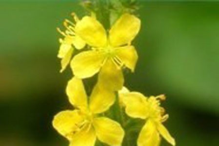 Agrimony image 0