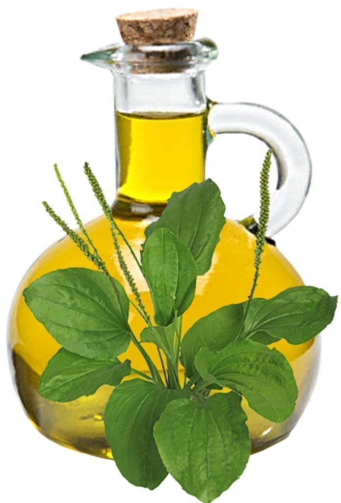 Plantain Oil image 0