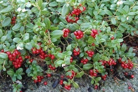 Foxberry Leaf image 0