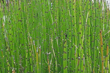 Horsetail image 0
