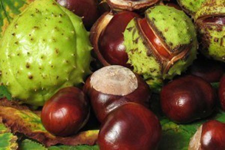 Horse Chestnut image 0